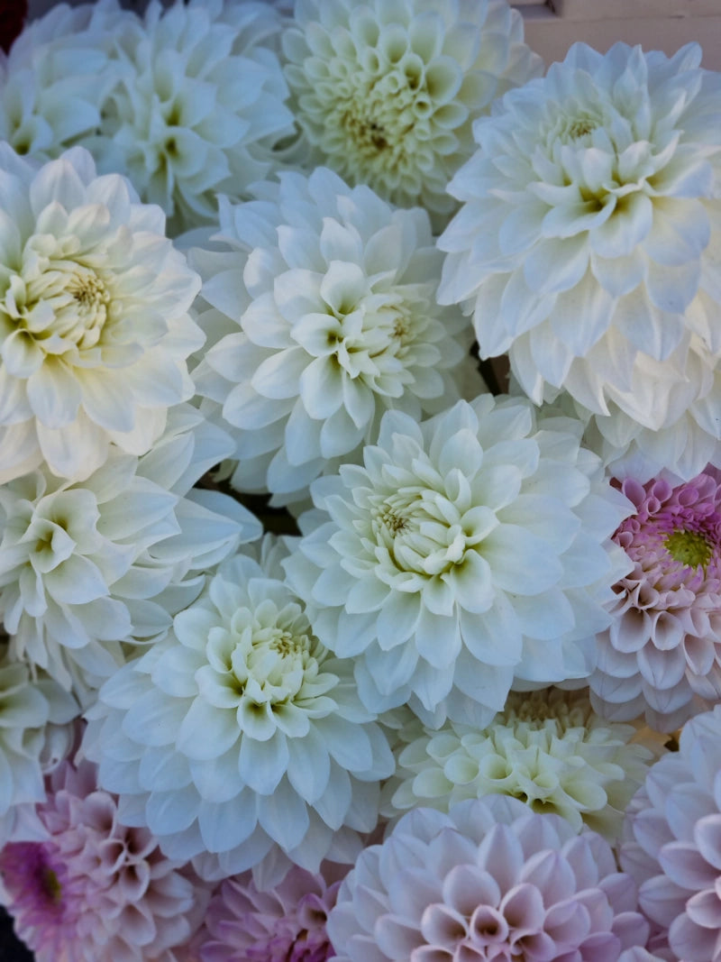 Chaos Blooms Pavlova image 2