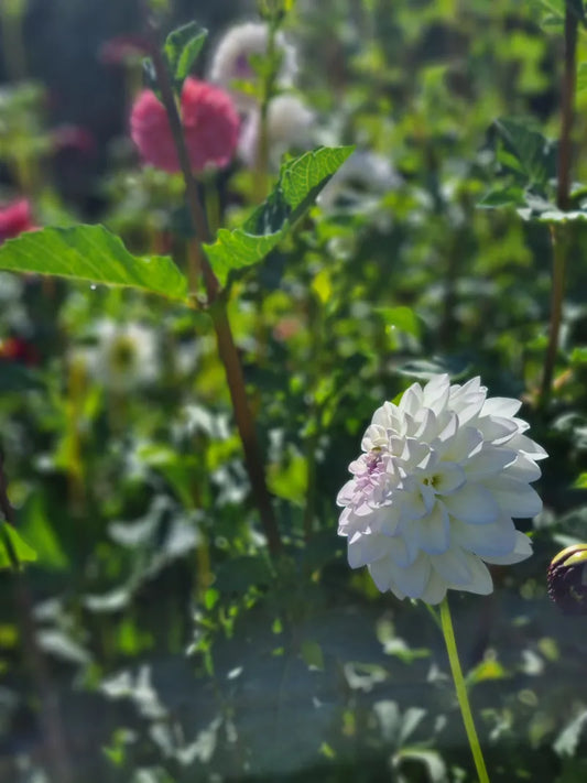 Eveline image 1