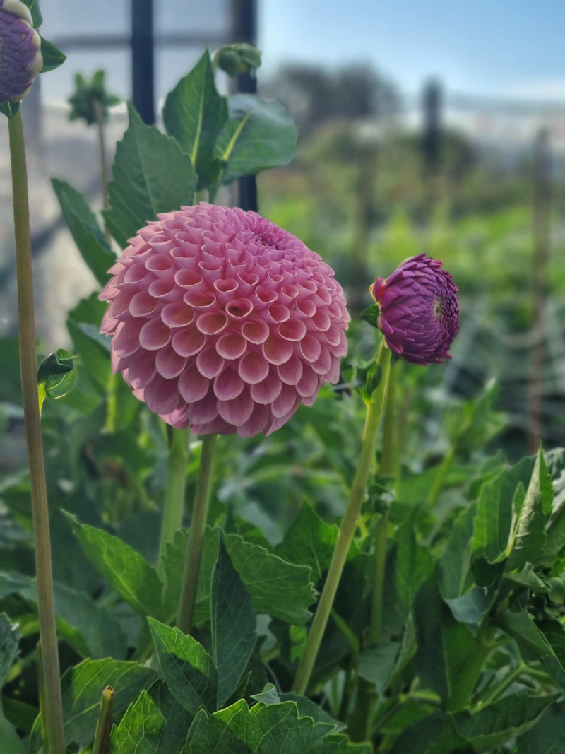 Chaos Blooms Favourites Box