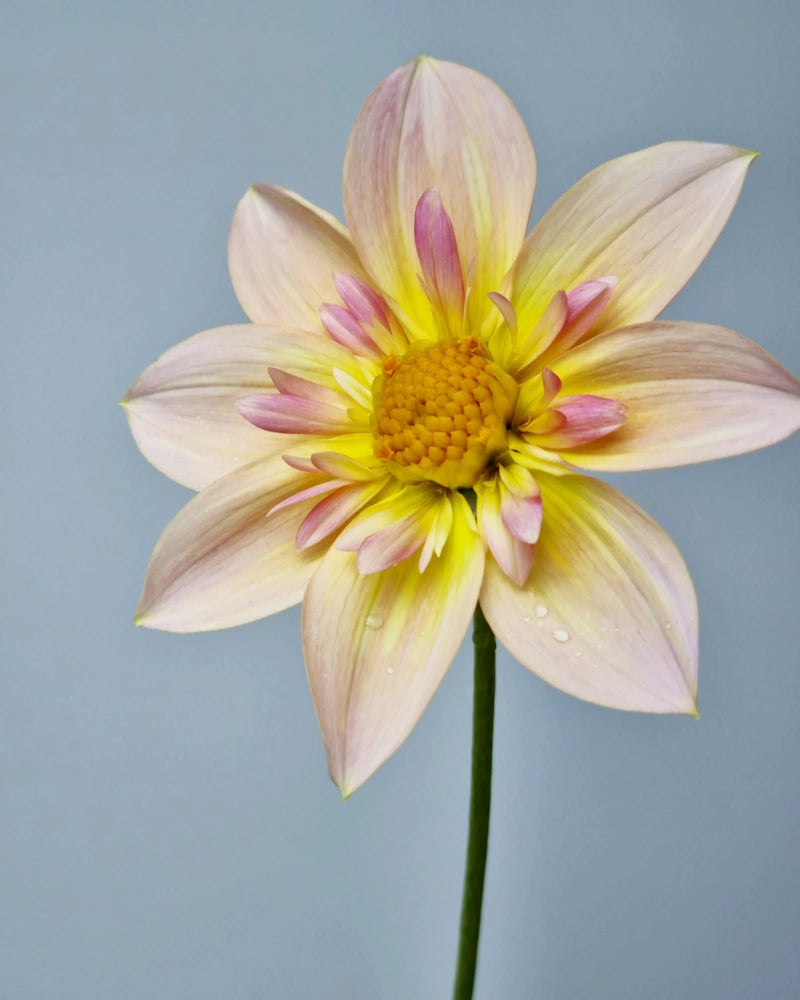 Delicasy image 0