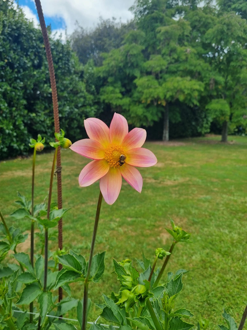 Chaos Blooms Starburst
