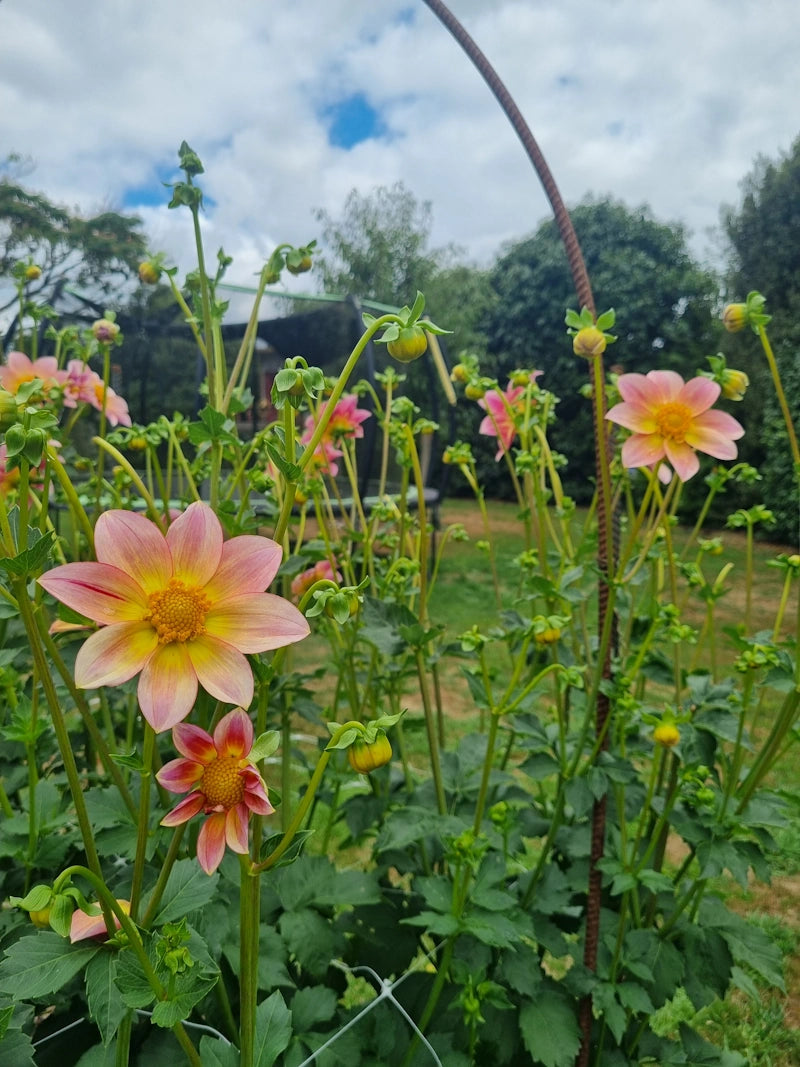 Chaos Blooms Starburst
