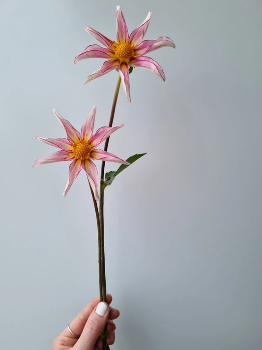 Honka Fragile image 0