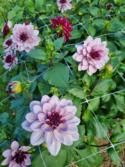 Creme De Cassis image 0