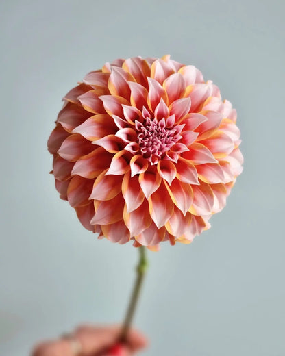 Peaches n Cream image 0