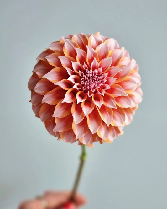 Peaches n Cream image 0