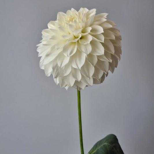 Chaos Blooms Pavlova image 0