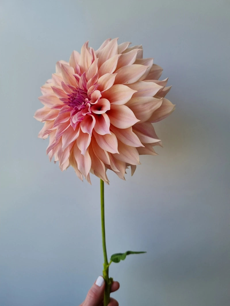 Cafe Au Lait image 1