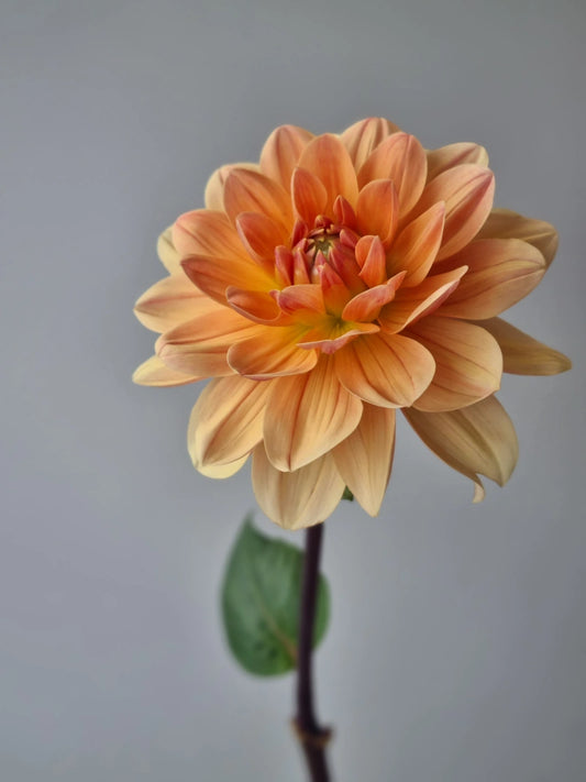 Yvonne image 0