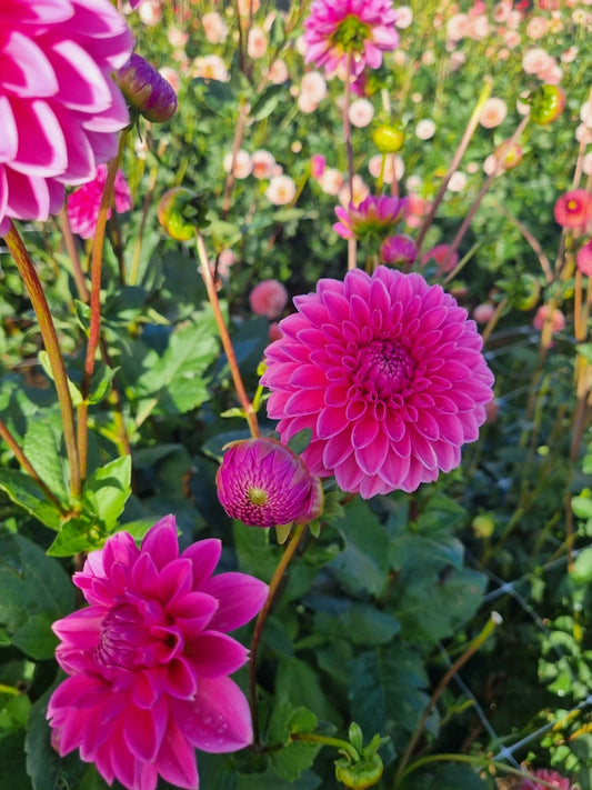 Pink Sylvia image 0