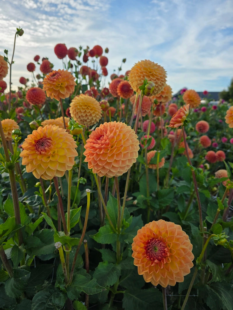 Blyton Softer Gleam