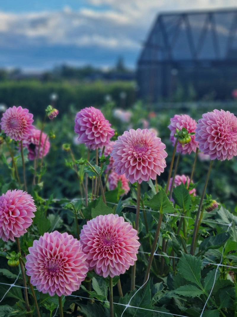 Chaos Blooms Favourites Box