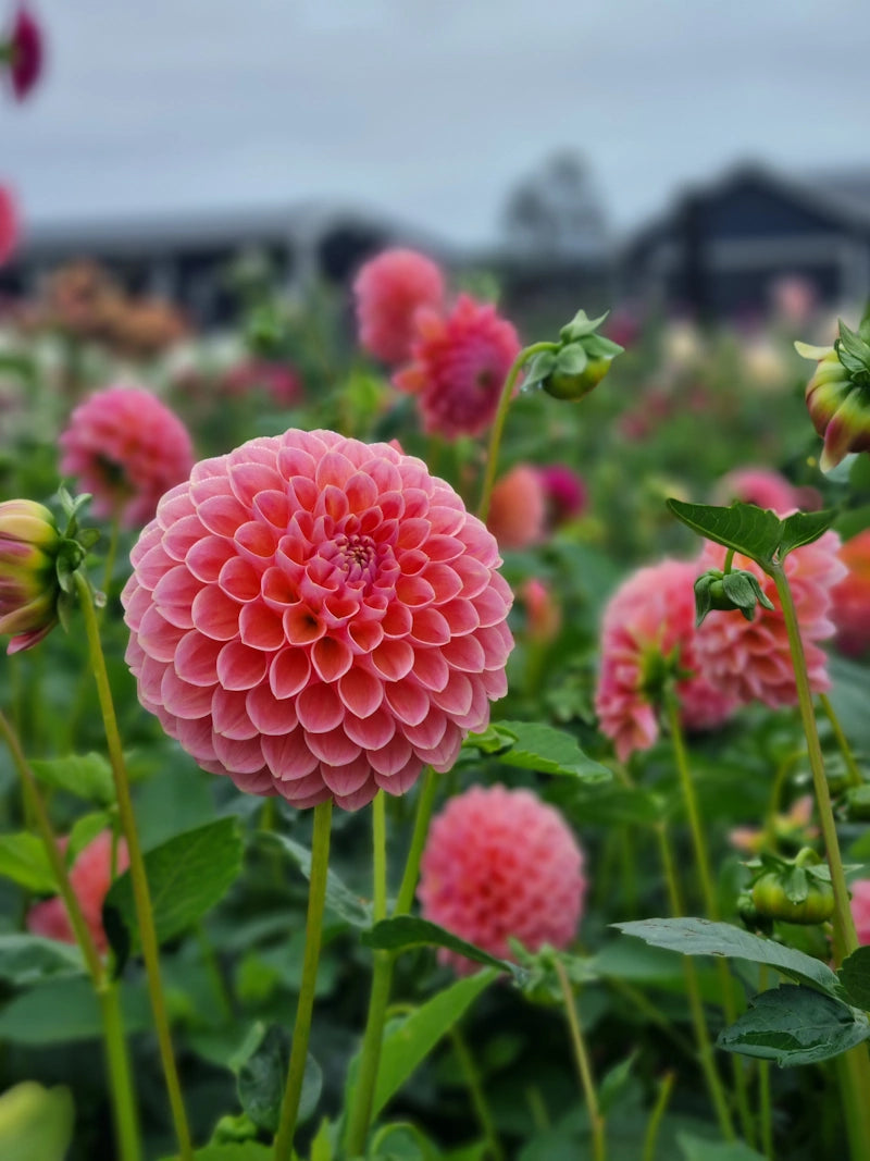 Chaos Blooms Favourites Box