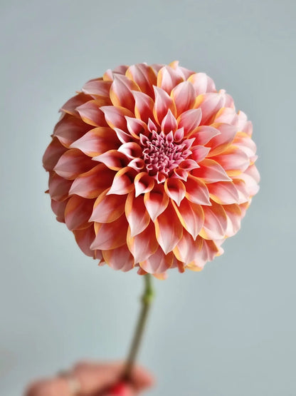 Chaos Blooms Favourites Box