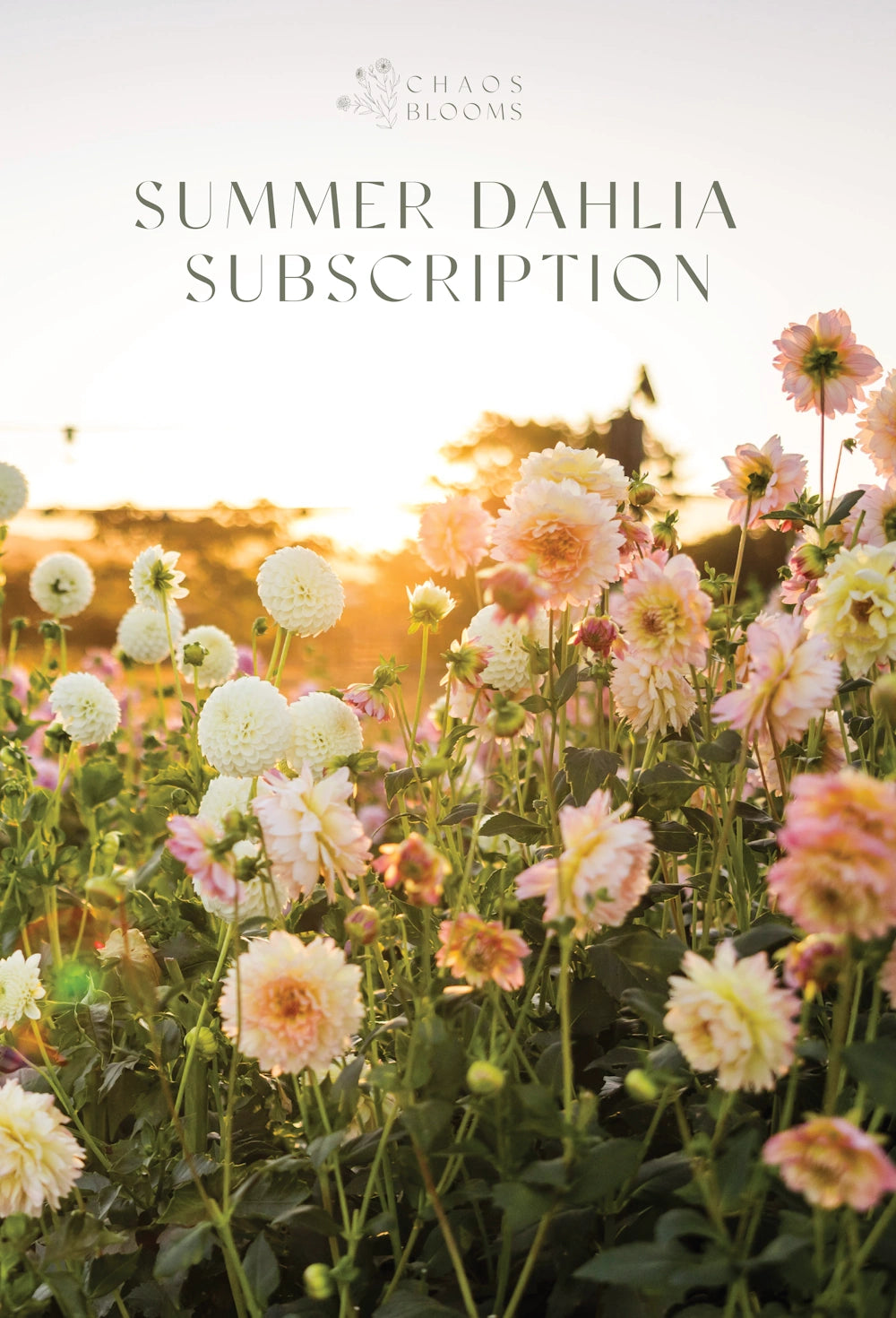 Summer Dahlia Subscription