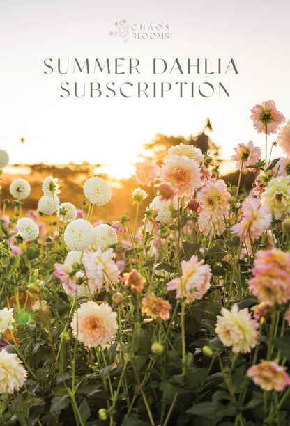 Summer Dahlia Subscription