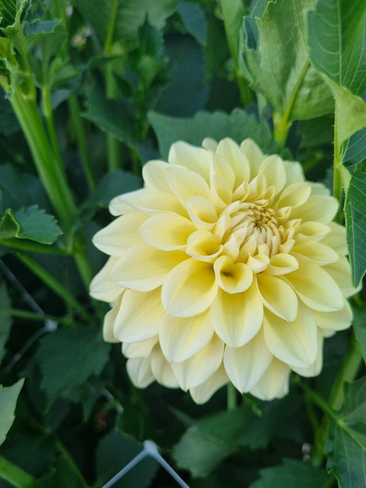 Maxwelton's Butters image 0