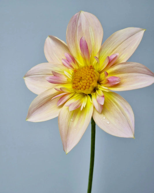Delicasy image 0