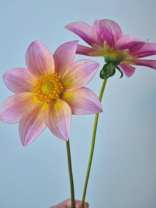 Chaos Blooms Starburst