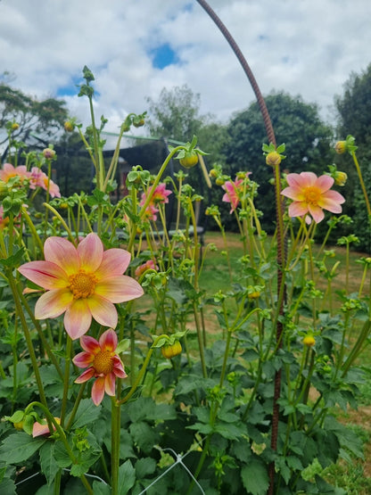 Chaos Blooms Starburst
